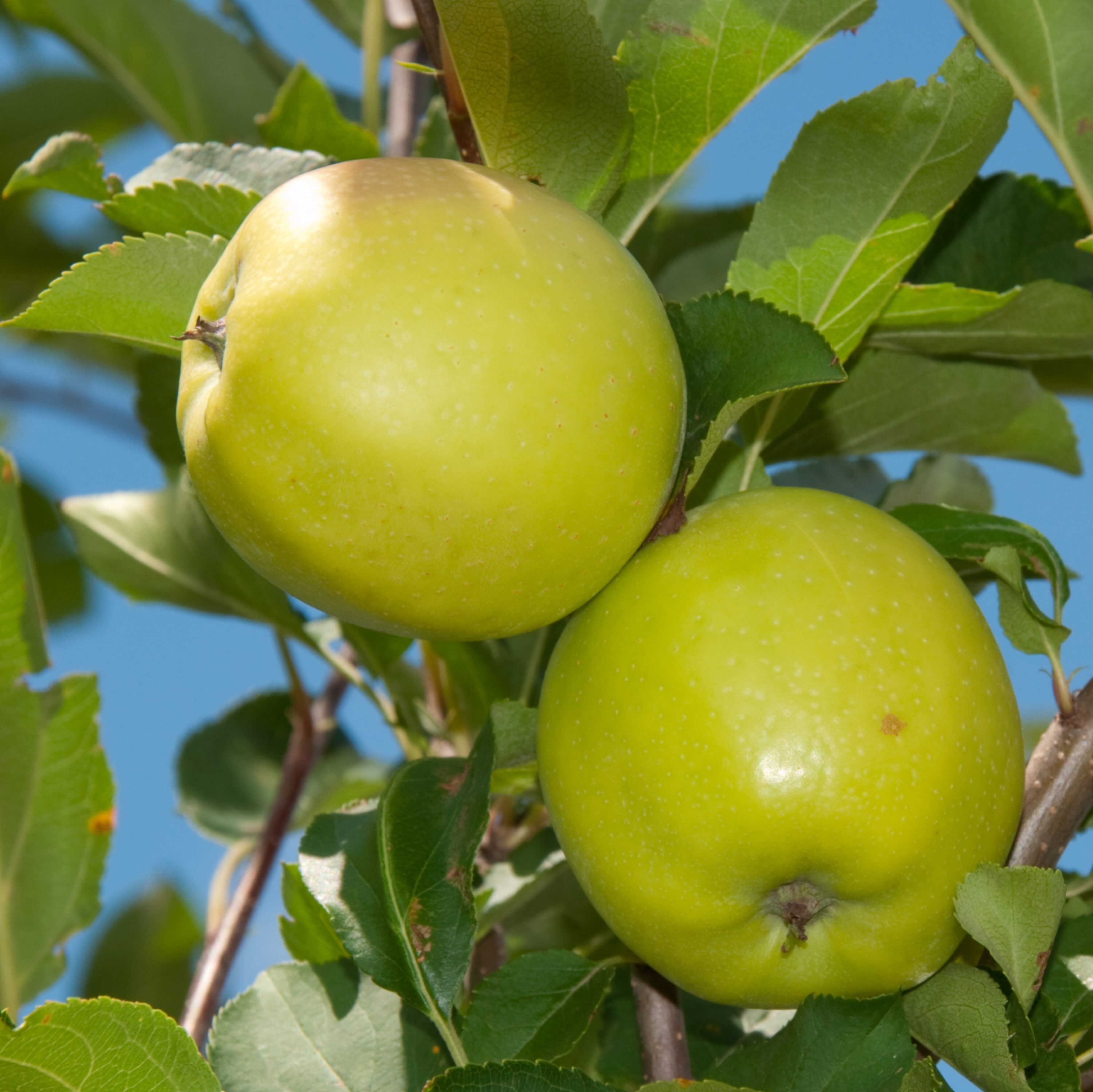 Яблоня домашняя Богатырь